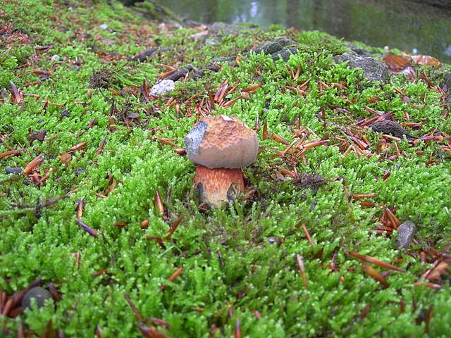 La  Flora  micologica  Alsaziana